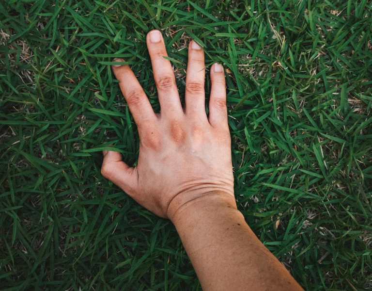 cropped grass